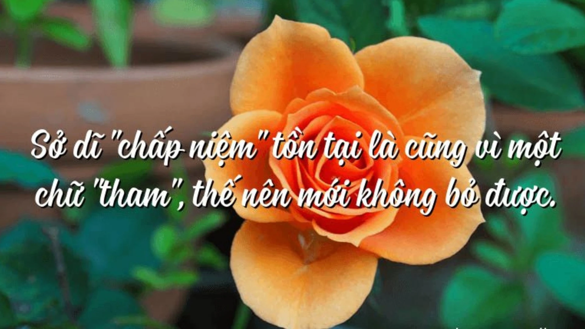 chấp niệm nghĩa là gì-2